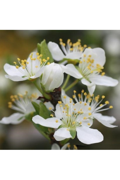 Цвітіння сливи Роял Руж — білі ароматні квіти навесні.